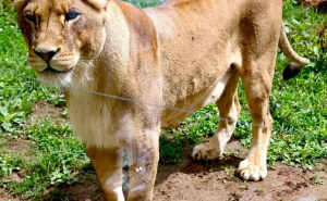 Foto: KJKP RAD / Lavica u Pionirskoj