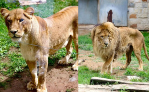 Foto: KJKP RAD / Lavica i lav u Pionirskoj