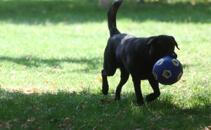 Foto: Dž.K. / Radiosarajevo.ba / Šetnja Sarajevom