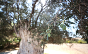 FOTO: AA / Drvo masline u turskom Mersinu staro 1.316 godina