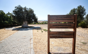 FOTO: AA / Drvo masline u turskom Mersinu staro 1.316 godina