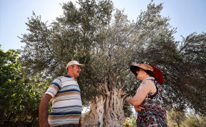 FOTO: AA / Drvo masline u turskom Mersinu staro 1.316 godina