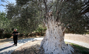 FOTO: AA / Drvo masline u turskom Mersinu staro 1.316 godina