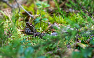 Foto: Pexels / Zmije