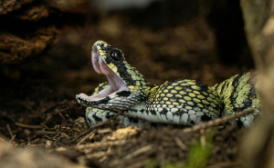 Foto: Pexels / Zmije