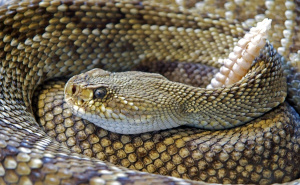 Foto: Pexels / Zmije