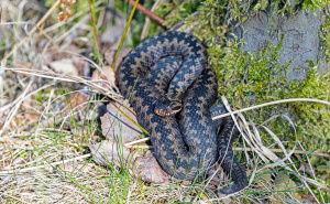 Foto: Pexels / Zmije