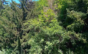 Foto: Udruženje AARHUS / Šuma u gradskom parku "Crni Vrh"