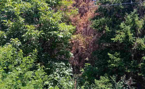 Foto: Udruženje AARHUS / Šuma u gradskom parku "Crni Vrh"