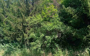 Foto: Udruženje AARHUS / Šuma u gradskom parku "Crni Vrh"