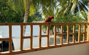 Foto: Radiosarajevo.ba / Maldivi