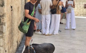 Foto: Dubrovački dnevnik / Mladić šeta svinju na povodcu u Dubrovniku