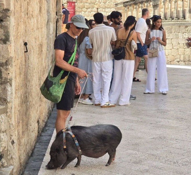 Mladić šeta svinju na povodcu u Dubrovniku