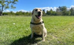 Foto: GSS / Psi tragači