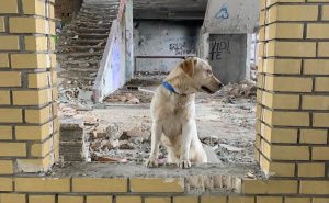 Foto: GSS / Psi tragači