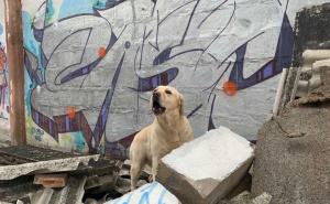 Foto: GSS / Psi tragači