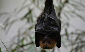 Foto: Unsplash / Šišmiš