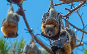 Foto: Unsplash / Šišmiš