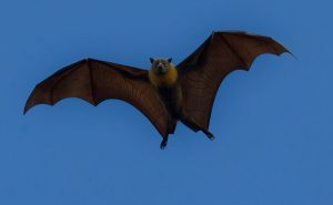 Foto: Unsplash / Šišmiš