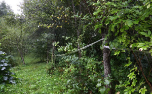 Foto: Dž.K. / Radiosarajevo.ba / Fotografije Curinjih njiva iz augusta 2025. godine