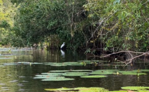 Foto: Ustupljena fotografija za portal Radiosarajevo.ba / La Isla Dulce