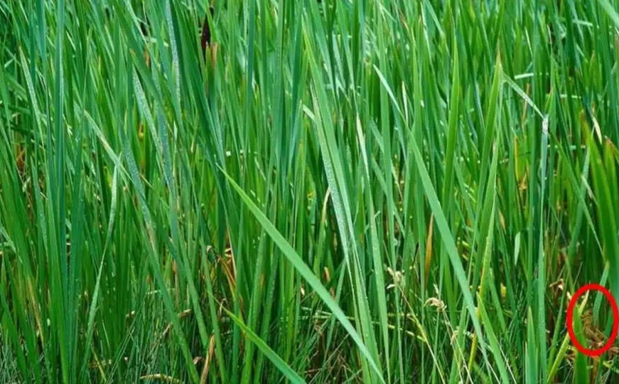Rješenje mozgalice