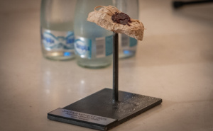 Foto: Velija Hasanbegović, NPS  / Tariku Haveriću uručena nagrada "Zdravko grebo"