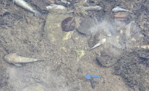 Foto: Udruženje sportskih ribolovaca Konjic / Ustupljena fotografija / Pomor ribe u Neretvi