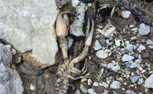 Foto: Udruženje sportskih ribolovaca Konjic / Ustupljena fotografija / Pomor ribe u Neretvi