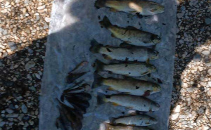 Foto: Udruženje sportskih ribolovaca Konjic / Ustupljena fotografija / Pomor ribe u Neretvi
