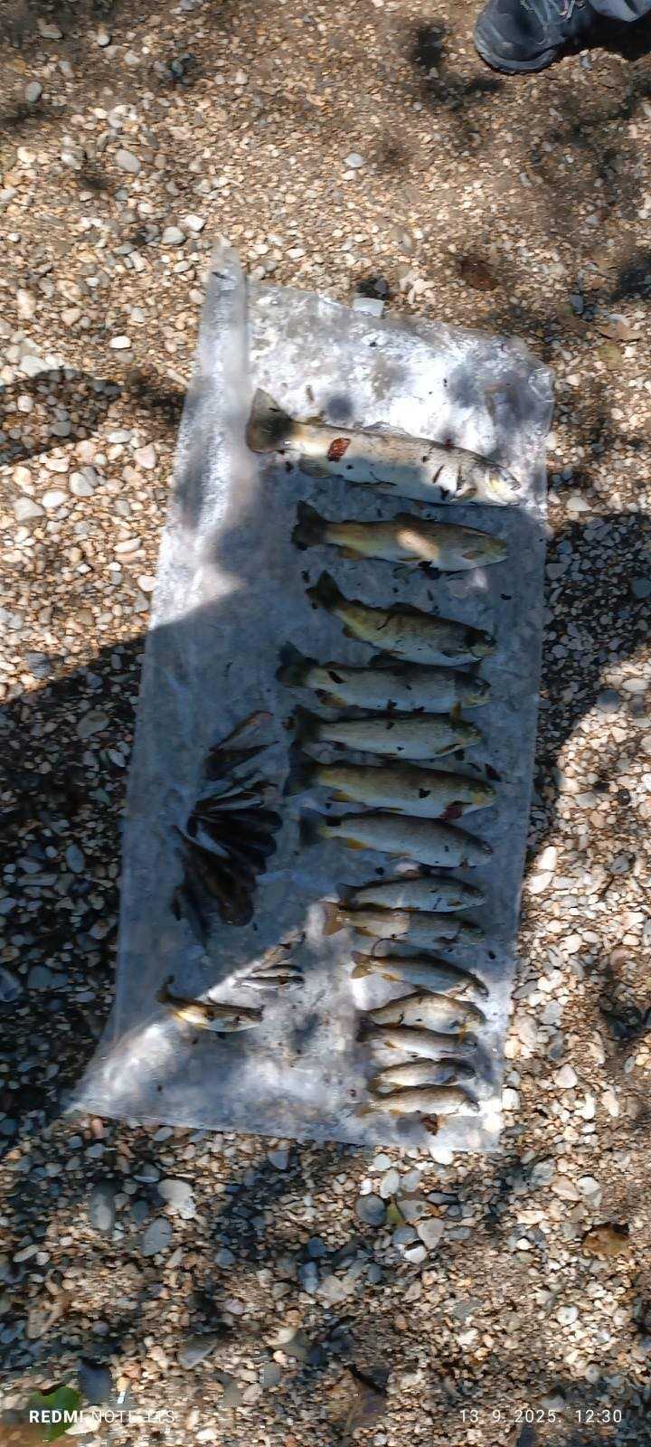 Pomor ribe u Neretvi