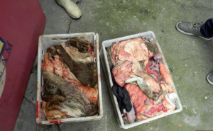 Foto: MUP Srbije / Ilegalno meso iz klaonice