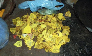 Foto: MUP Srbije / Pronađene ušne markice