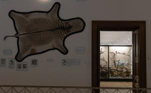 Foto: E. L. / Radiosarajevo.ba / Zemaljski muzej BiH