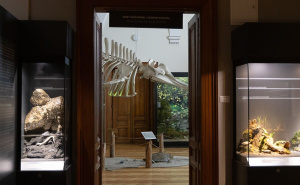 Foto: E. L. / Radiosarajevo.ba / Zemaljski muzej BiH