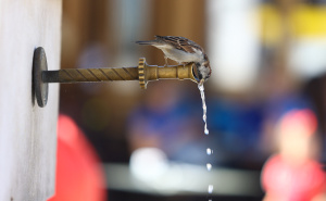 Foto: Dž. K. / Radiosarajevo.ba / Petak u Sarajevu