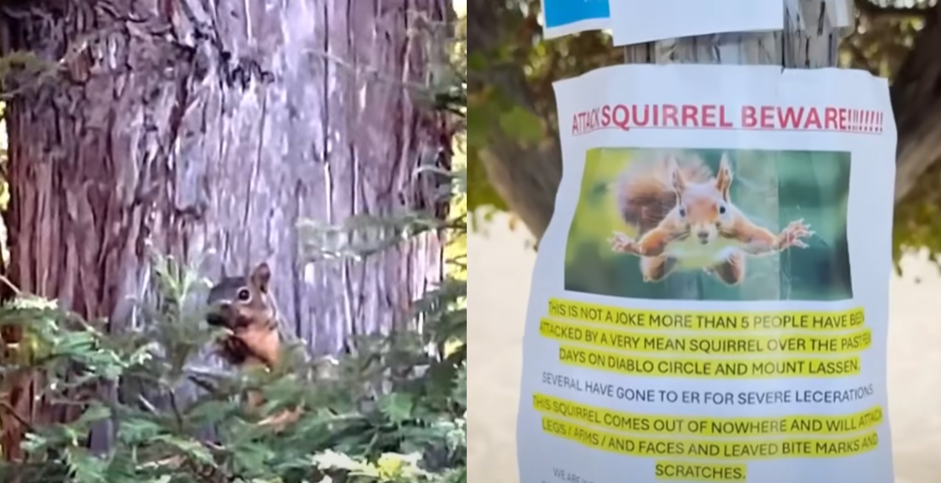 Vjeverica sije teror u San Franciscu