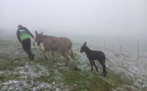 Foto: Bhmeteo.ba / Prvi snijeg na Vlašiću (@Tufik Fuško)