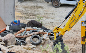 Foto: Rescue Paws / Obuka potražnih timova
