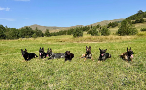 Foto: Rescue Paws / Budući potražni psi