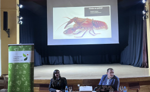 Foto: Aarhus Centar u BiH / Prvi put zabilježen rak kamenjar (Austropotamobius torrentium) u rijeci Volujak