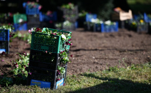 Foto: A. K. / Radiosarajevo.ba / Sadnja cvijeća kod Predsjedništva BiH