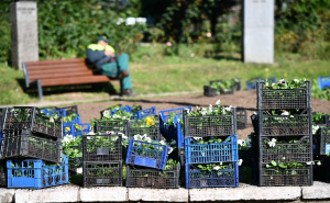 Foto: A. K. / Radiosarajevo.ba / Sadnja cvijeća kod Predsjedništva BiH