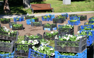 Foto: A. K. / Radiosarajevo.ba / Sadnja cvijeća kod Predsjedništva BiH