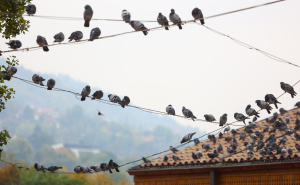 Foto: Dž. K. / Radiosarajevo.ba / Petak u Sarajevu