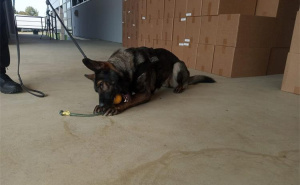 Foto: carina.gov.hr / Jedna od najvećih zapljena cigareta u Hrvatskoj