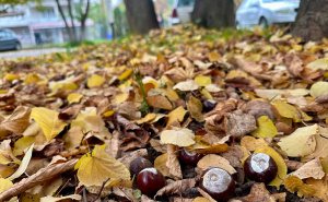 Foto: Radiosarajevo / Kestenje u Sarajevu