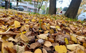 Foto: Radiosarajevo / Kestenje u Sarajevu