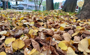 Foto: Radiosarajevo / Kestenje u Sarajevu