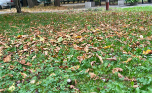 Foto: Radiosarajevo / Kestenje u Sarajevu